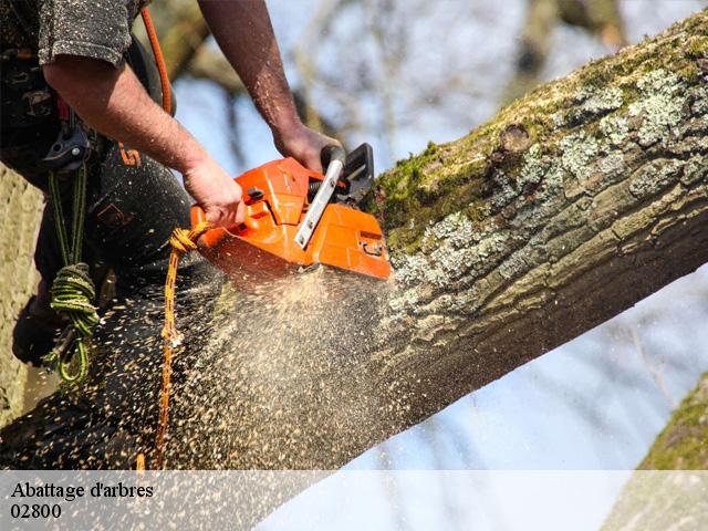 Abattage d'arbres 02800