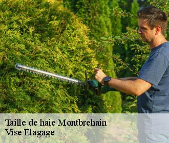 Taille de haie  montbrehain-02110 Vise Elagage