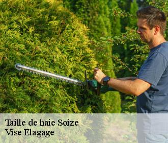 Taille de haie  soize-02340 Vise Elagage