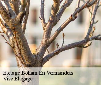 Etetage  bohain-en-vermandois-02110 Vise Elagage