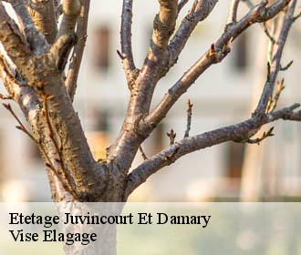 Etetage  juvincourt-et-damary-02190 Vise Elagage