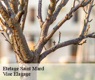 Etetage  saint-mard-02220 Vise Elagage
