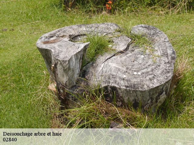 Dessouchage arbre et haie 02840