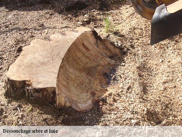 Dessouchage arbre et haie