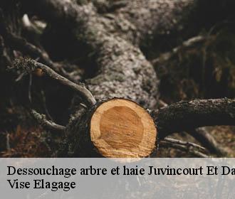 Dessouchage arbre et haie  juvincourt-et-damary-02190 Vise Elagage