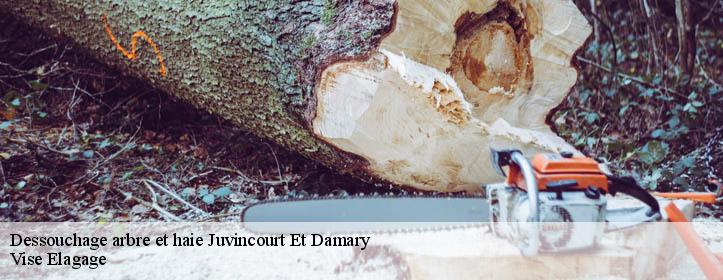 Dessouchage arbre et haie  02190