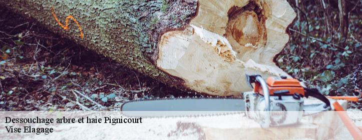 Dessouchage arbre et haie  02190