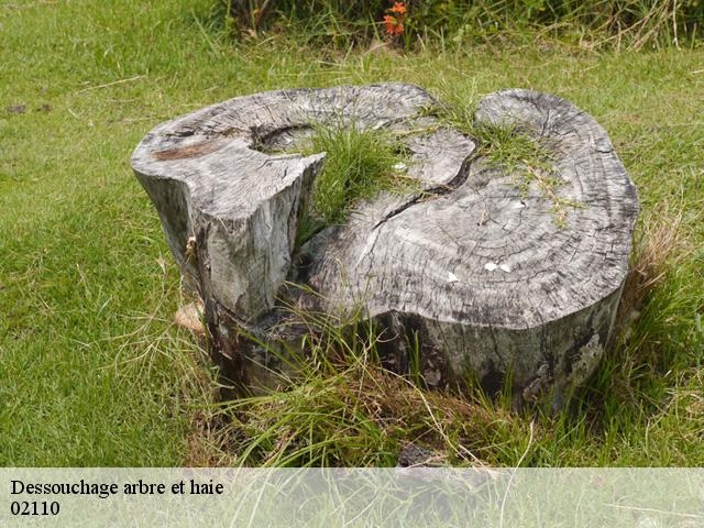 Dessouchage arbre et haie 02110