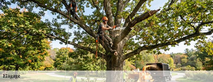 Elagage  02120